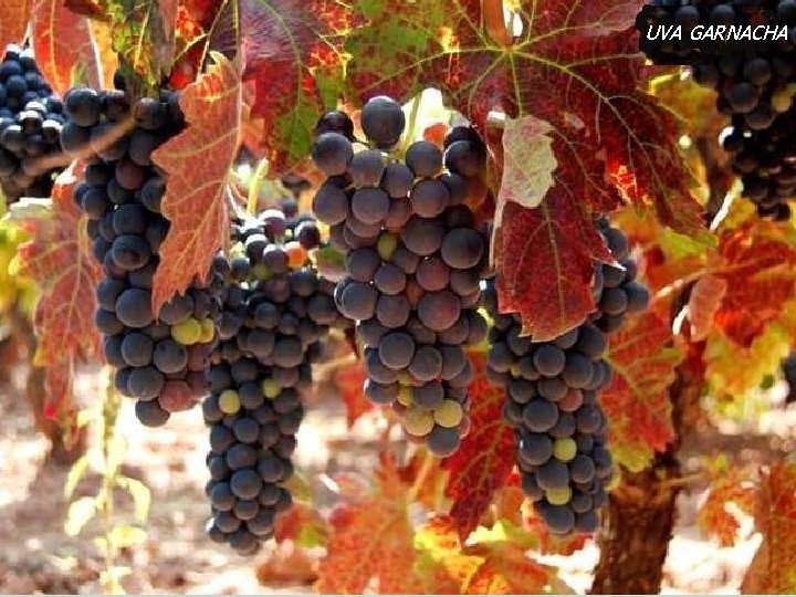 UVA GARNACHA UVA GARNACHA