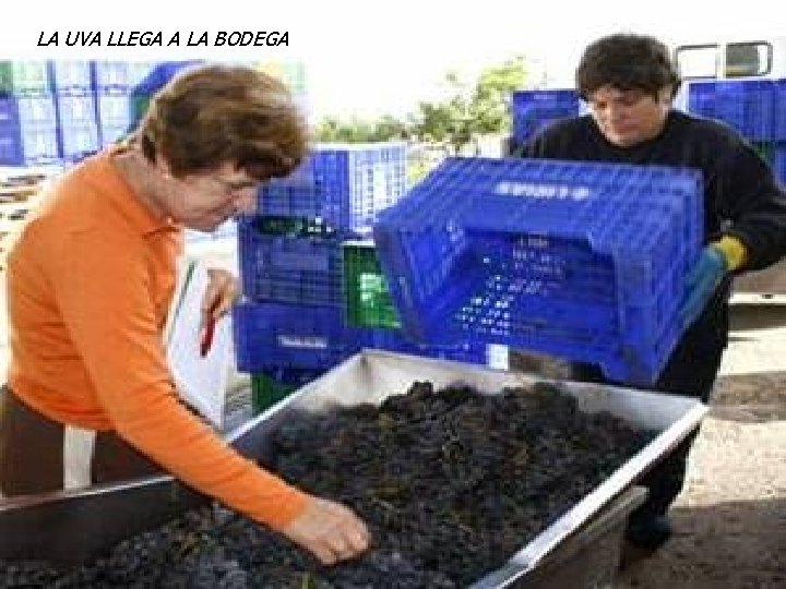LA UVA LLEGA A LA BODEGA LA UVA LLEGA A LA BODEGA
