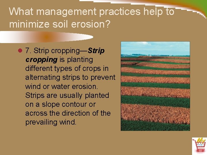 What management practices help to minimize soil erosion? l 7. Strip cropping—Strip cropping is