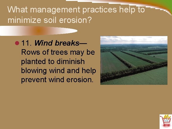 What management practices help to minimize soil erosion? l 11. Wind breaks— Rows of