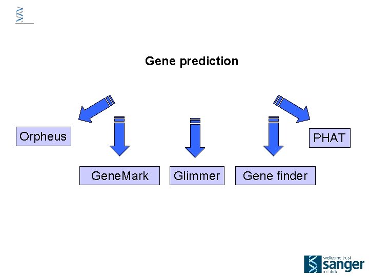 Gene prediction Orpheus PHAT Gene. Mark Glimmer Gene finder 