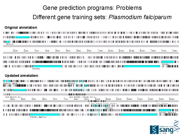 Gene prediction programs: Problems Different gene training sets: Plasmodium falciparum Original annotation Updated annotation