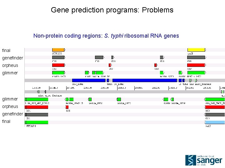Gene prediction programs: Problems Non-protein coding regions: S. typhi ribosomal RNA genes final genefinder