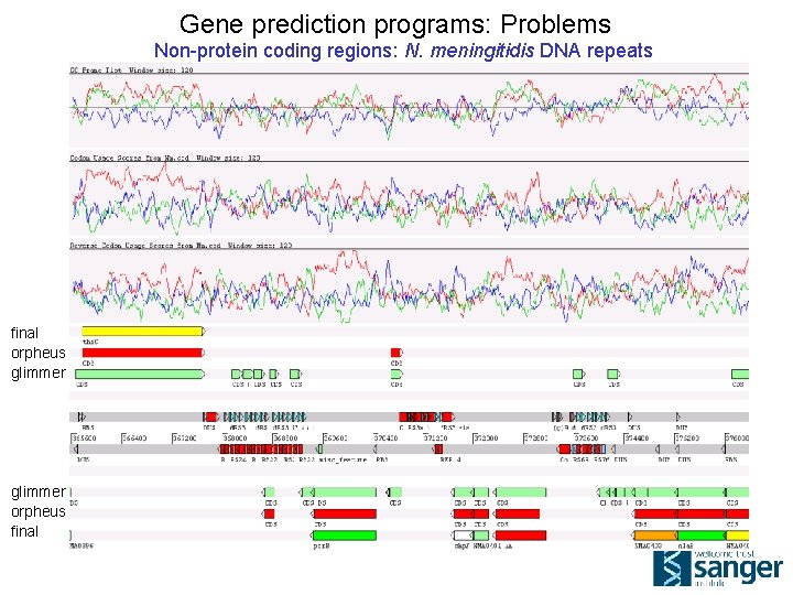 Gene prediction programs: Problems Non-protein coding regions: N. meningitidis DNA repeats final orpheus glimmer