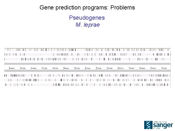 Gene prediction programs: Problems Pseudogenes M. leprae 