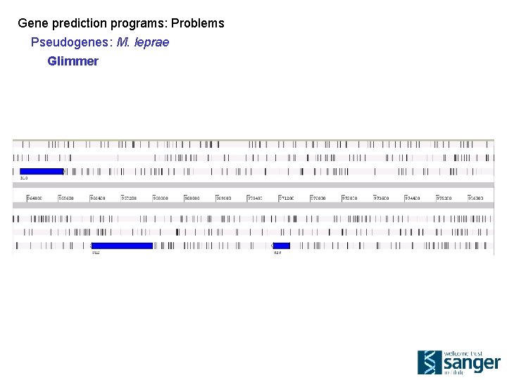 Gene prediction programs: Problems Pseudogenes: M. leprae Glimmer 