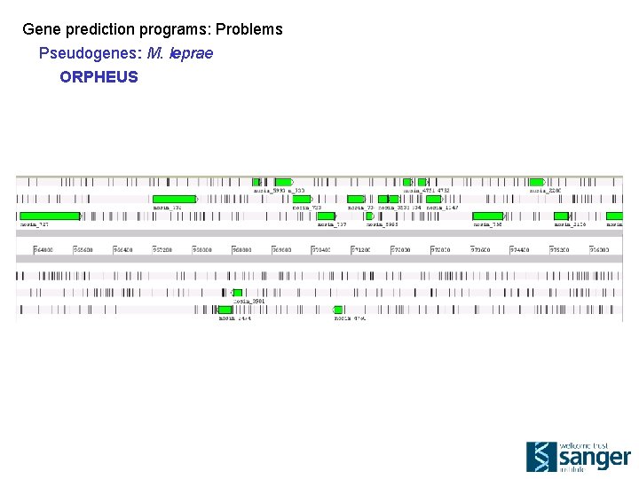 Gene prediction programs: Problems Pseudogenes: M. leprae ORPHEUS 