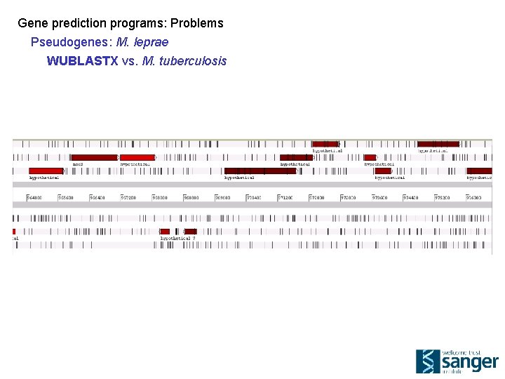 Gene prediction programs: Problems Pseudogenes: M. leprae WUBLASTX vs. M. tuberculosis 