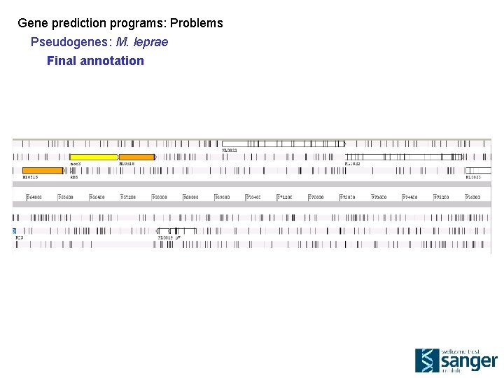 Gene prediction programs: Problems Pseudogenes: M. leprae Final annotation 
