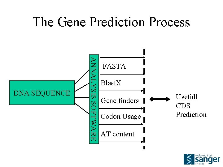 The Gene Prediction Process ESTs ANNALYSIS SOFTWARE DNA SEQUENCE FASTA Blast. X Gene finders