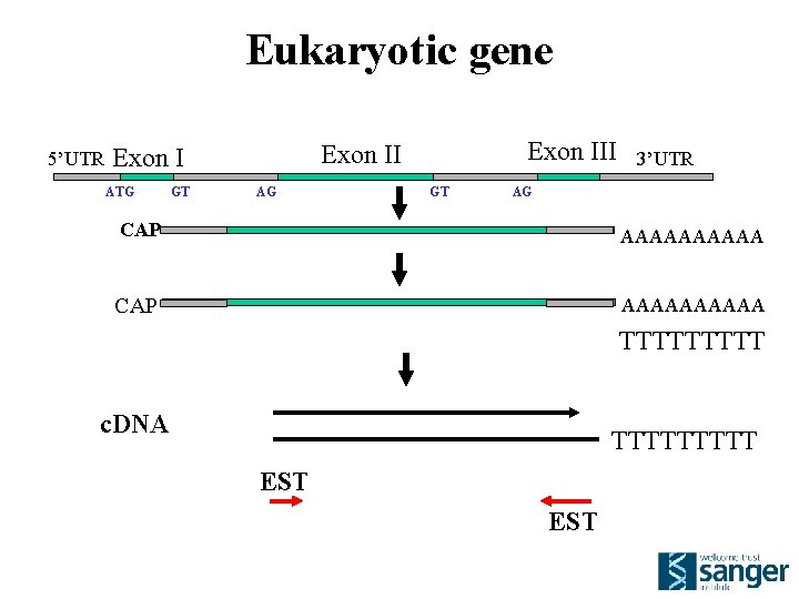 Eukaryotic gene 5’UTR Exon I intron ATG GT AG stop Exon III 3’UTR Exon