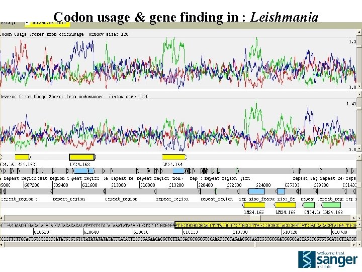 Codon usage & gene finding in : Leishmania 