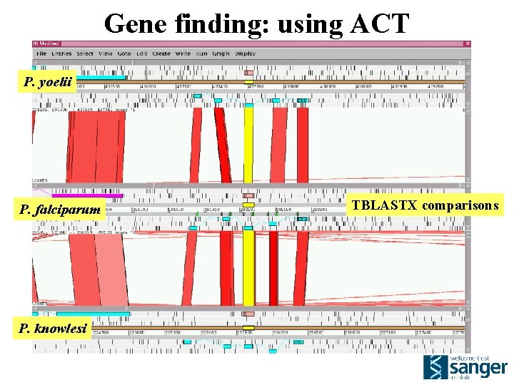 Gene finding: using ACT P. yoelii P. falciparum P. knowlesi TBLASTX comparisons 