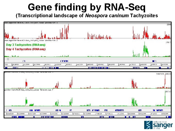 Gene finding by RNA-Seq (Transcriptional landscape of Neospora caninum Tachyzoites Day 3 Tachyzoites (RNAseq)