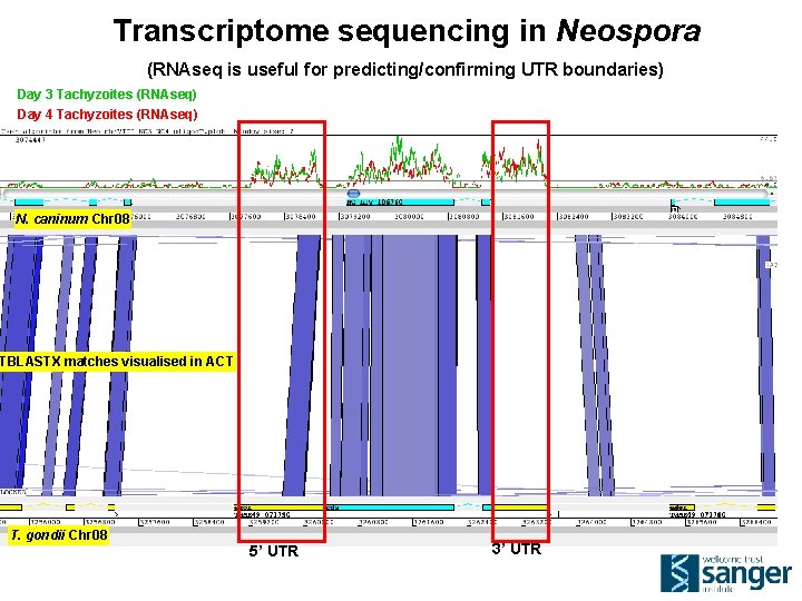Transcriptome sequencing in Neospora (RNAseq is useful for predicting/confirming UTR boundaries) Day 3 Tachyzoites