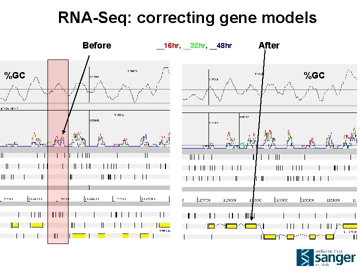 RNA-Seq: correcting gene models Before %GC __16 hr, __32 hr, __48 hr After %GC