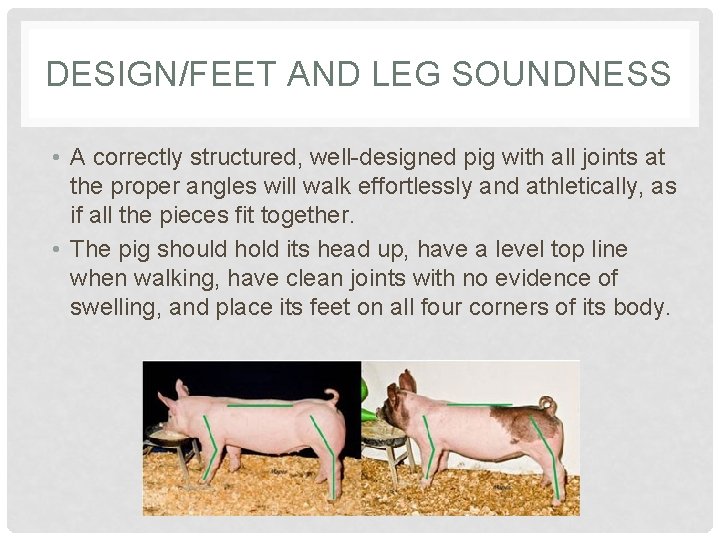 DESIGN/FEET AND LEG SOUNDNESS • A correctly structured, well-designed pig with all joints at