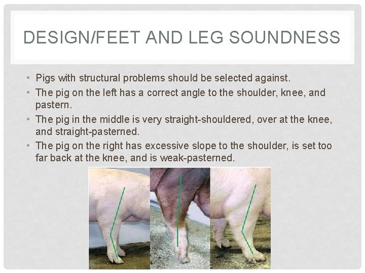 DESIGN/FEET AND LEG SOUNDNESS • Pigs with structural problems should be selected against. •