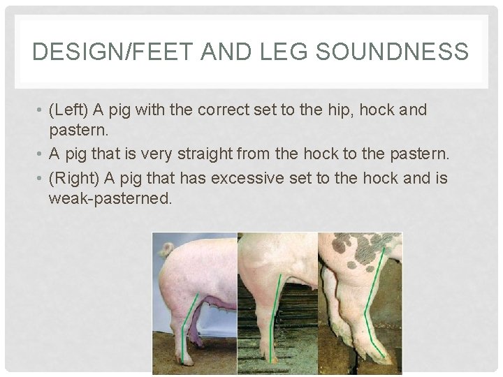 DESIGN/FEET AND LEG SOUNDNESS • (Left) A pig with the correct set to the