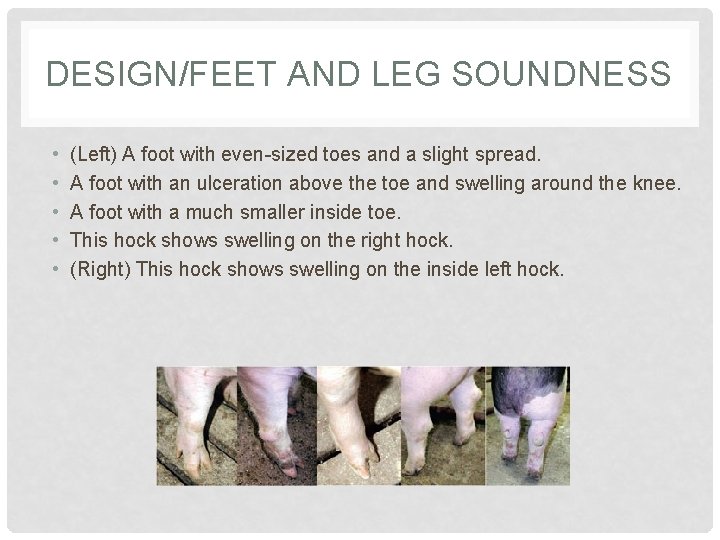 DESIGN/FEET AND LEG SOUNDNESS • • • (Left) A foot with even-sized toes and