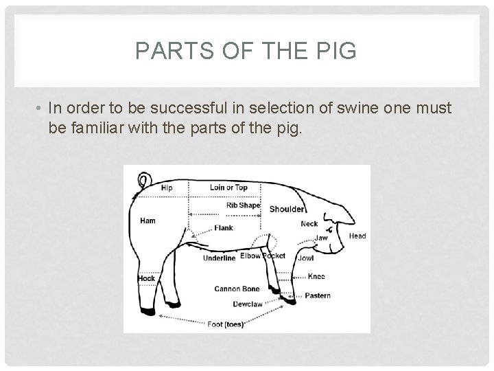 PARTS OF THE PIG • In order to be successful in selection of swine