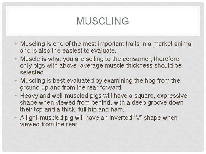 MUSCLING • Muscling is one of the most important traits in a market animal