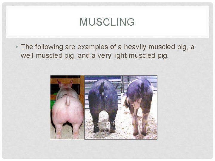 MUSCLING • The following are examples of a heavily muscled pig, a well-muscled pig,