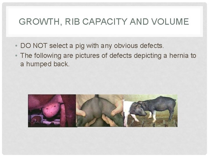 GROWTH, RIB CAPACITY AND VOLUME • DO NOT select a pig with any obvious