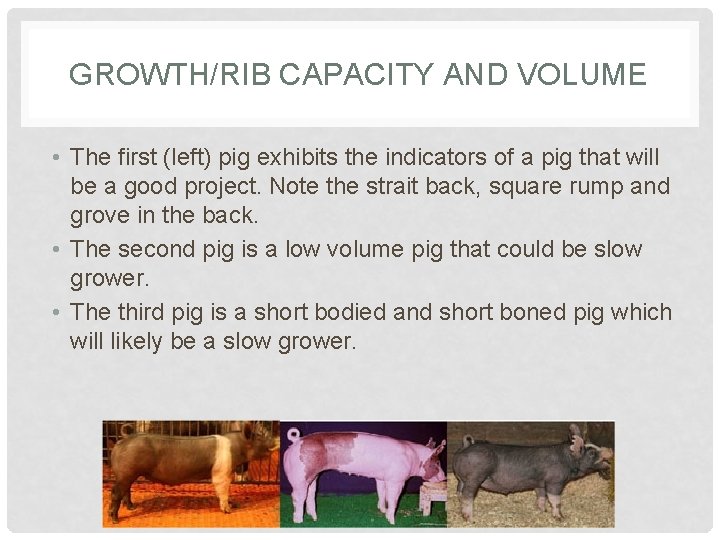 GROWTH/RIB CAPACITY AND VOLUME • The first (left) pig exhibits the indicators of a