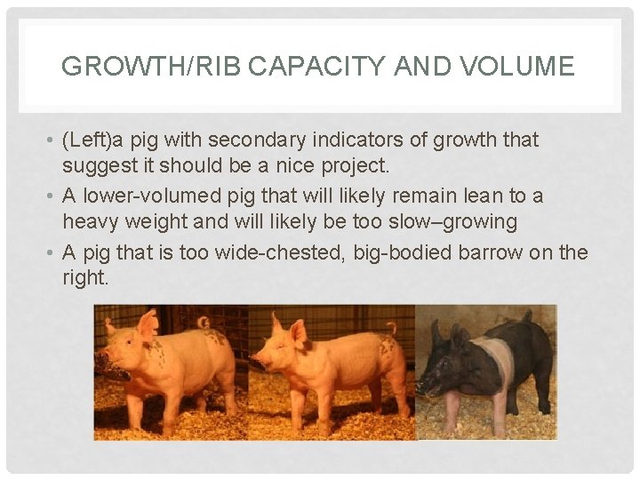 GROWTH/RIB CAPACITY AND VOLUME • (Left)a pig with secondary indicators of growth that suggest