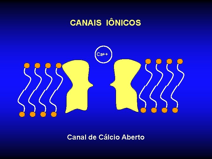 CANAIS IÔNICOS Ca++ Canal de Cálcio Aberto 