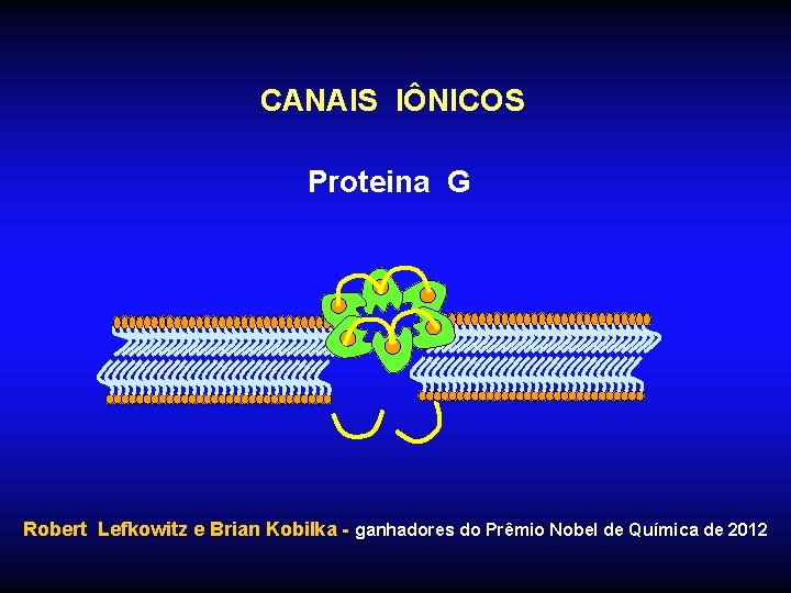 CANAIS IÔNICOS Proteina G Robert Lefkowitz e Brian Kobilka - ganhadores do Prêmio Nobel