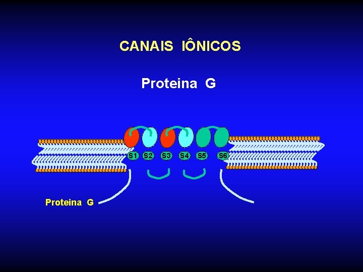 CANAIS IÔNICOS Proteina G S 1 S 2 Proteina G S 3 S 4
