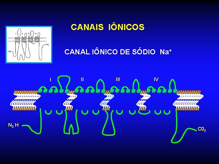 CANAIS IÔNICOS CANAL IÔNICO DE SÓDIO Na+ I N 3 H II IV C