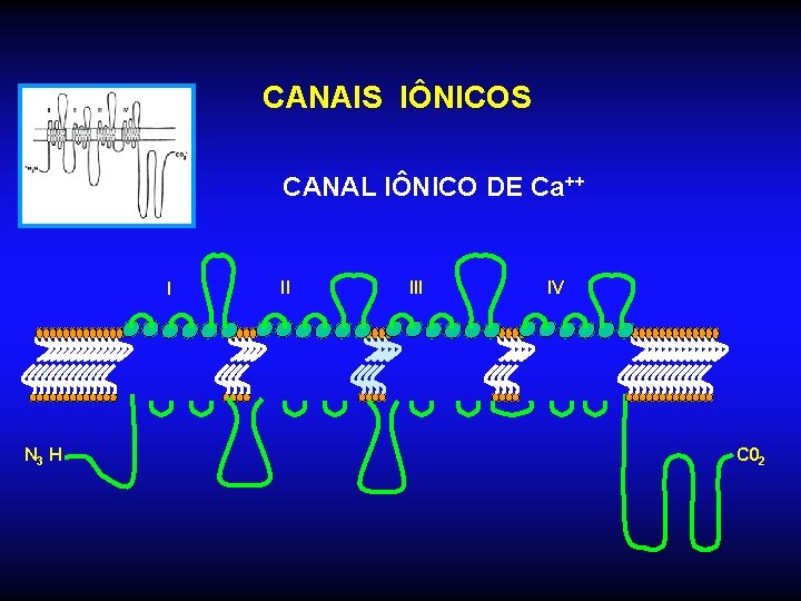 CANAIS IÔNICOS CANAL IÔNICO DE Ca++ I N 3 H II IV C 02