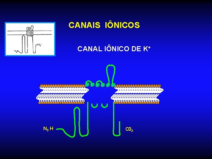 CANAIS IÔNICOS CANAL IÔNICO DE K+ N 3 H C 02 