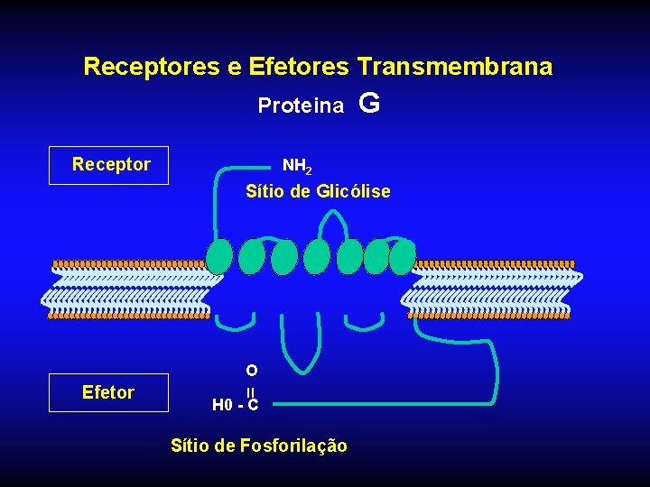 Receptores e Efetores Transmembrana Proteina Receptor G NH 2 Sítio de Glicólise Efetor =