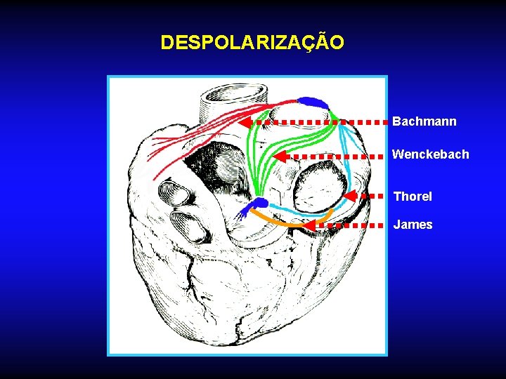 DESPOLARIZAÇÃO Bachmann Wenckebach Thorel James 