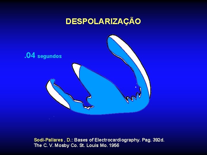 DESPOLARIZAÇÃO . 04 segundos Sodi-Pallares , D. : Bases of Electrocardiography. Pag. 392 d.