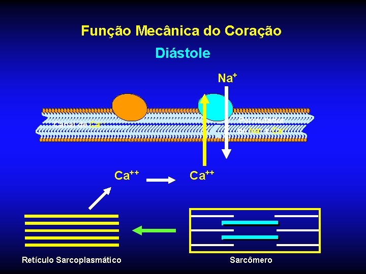 Função Mecânica do Coração Diástole Na+ Permutador de Na+ e Ca++ Canal de Ca++