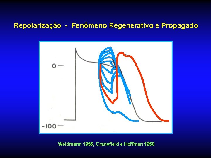 Repolarização - Fenômeno Regenerativo e Propagado Weidmann 1956, Cranefield e Hoffman 1958 