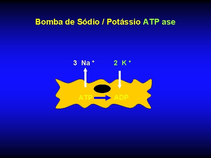 Bomba de Sódio / Potássio ATP ase 3 Na + 2 K+ ATP ADP