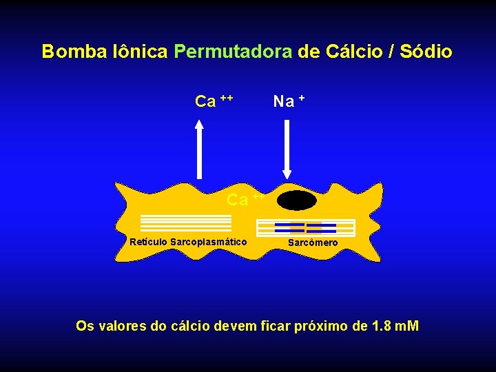 Bomba Iônica Permutadora de Cálcio / Sódio Ca ++ Na + Ca ++ Retículo