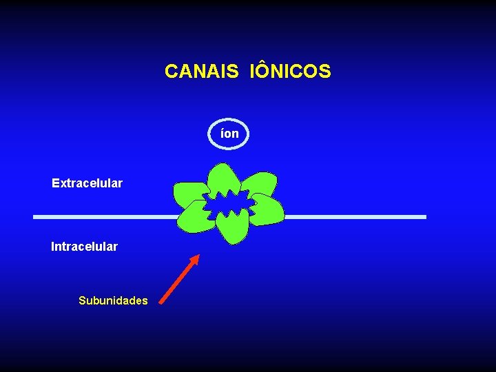 CANAIS IÔNICOS íon Extracelular Intracelular Subunidades 