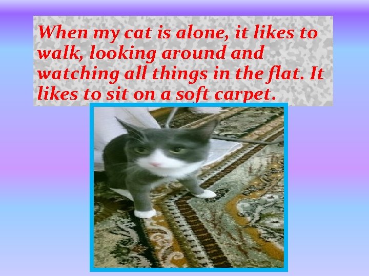 When my cat is alone, it likes to walk, looking around and watching all