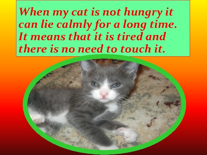 When my cat is not hungry it can lie calmly for a long time.