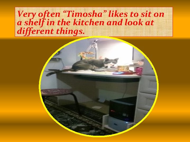 Very often “Timosha” likes to sit on a shelf in the kitchen and look