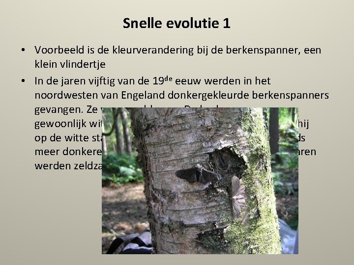 Snelle evolutie 1 • Voorbeeld is de kleurverandering bij de berkenspanner, een klein vlindertje