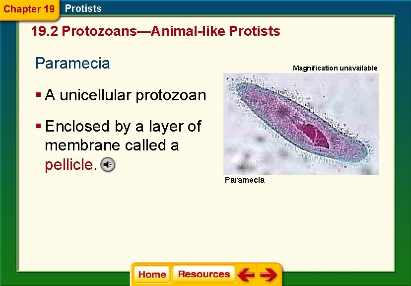 Chapter 19 Protists 19. 2 Protozoans—Animal-like Protists Paramecia Magnification unavailable § A unicellular protozoan
