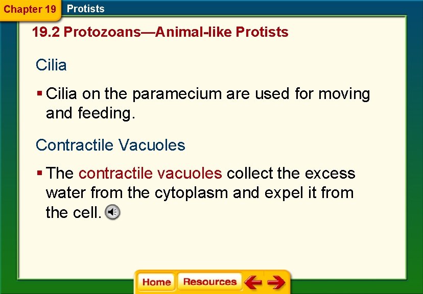 Chapter 19 Protists 19. 2 Protozoans—Animal-like Protists Cilia § Cilia on the paramecium are